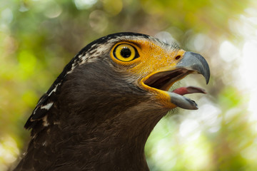 Serpent-Eagle.