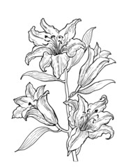 Figure blooming lilies