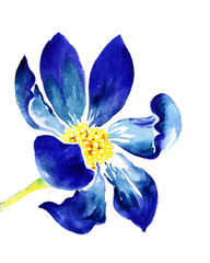 Watercolor blue flower