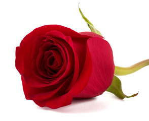 Beautiful red roses isolated on white background