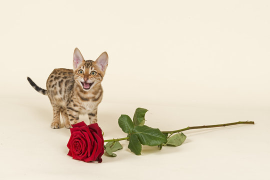 Katzen-Bengal-8928
