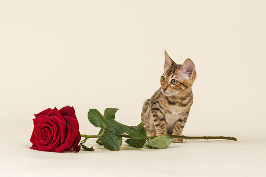 Katzen-Bengal-