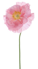 Fototapeta premium poppy