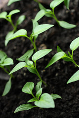Green seedling growing out of soil