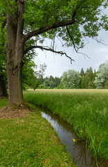 Summer city park