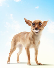 Funny dog portrait