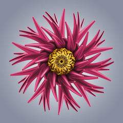 Obraz premium 3d abstract organic flower coral star shape