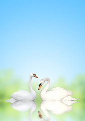 Two swans
