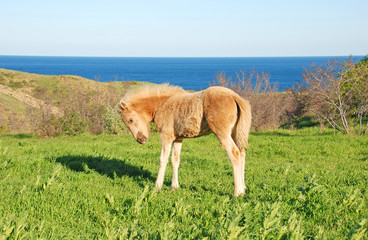 Жеребенок на зеленом лугу на фоне моря