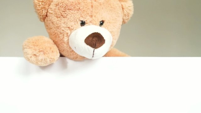 Teddy looks over an empty plate