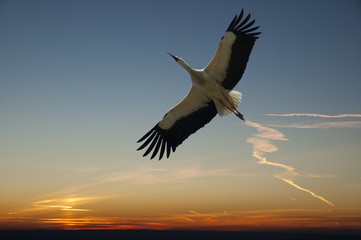 stork