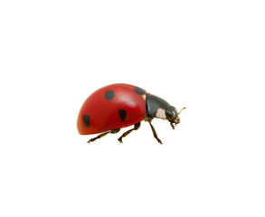 Ladybug