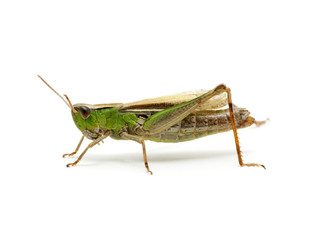 grasshopper