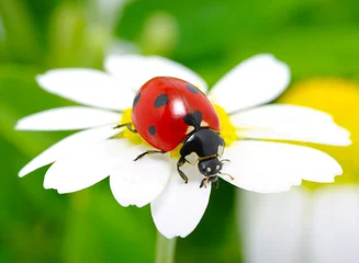 Foto op Plexiglas lieveheersbeestje op een bloem © Alekss