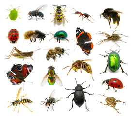 Set of insects - obrazy, fototapety, plakaty