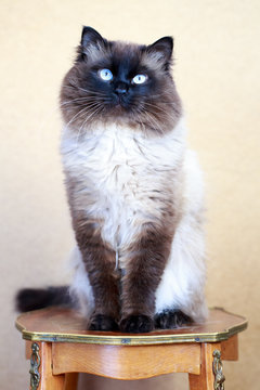 colourpoint cat sitting on antique table