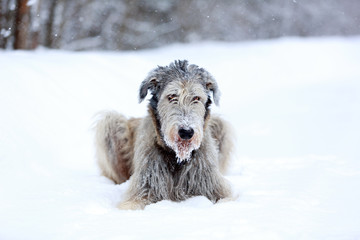 irish wolfhound dog in winter