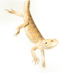lizard pogona viticeps handing on tail