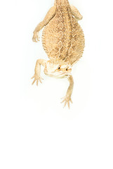 lizard pogona viticeps handing on tail