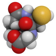 Glutathione antioxidant, molecular model