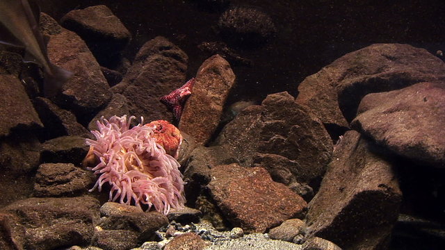 Marine life - Sea anemone - Strawberry anemone