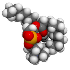 Phosphatidylcholine (PC) cell membrane building block, molecular