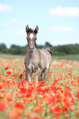 Arabian foal running in red poppy field