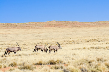 Fototapeta na wymiar (Oryx Gazella) w krajobraz pustyni
