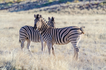 Burchell’s zebras (Equus quagga burchellii) in the savannah