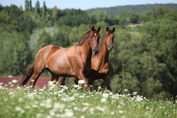 Fototapeta premium Two horses moving and looking
