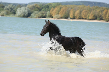 Friesian foal moving in the water