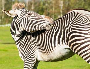Fototapeta na wymiar Zebra portrait