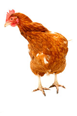 rhode island red chicken isolated