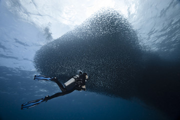 Diver and sardines run