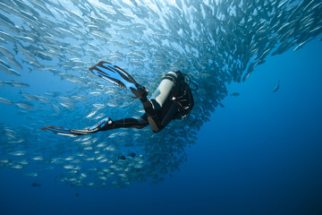 Trevally and diver