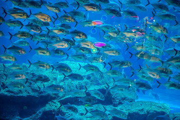 Fototapeta na wymiar Akwarium tropikalne ryby na rafie koralowej