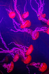 Fototapeta premium Beautiful jellyfish moving slowly in aquarium in Dubai