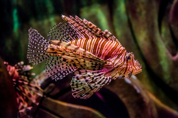Fototapeta na wymiar Zamknij się widok jadowitego lionfish Red