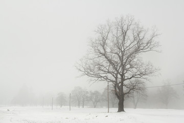 Tree during winter on a field covered in snow