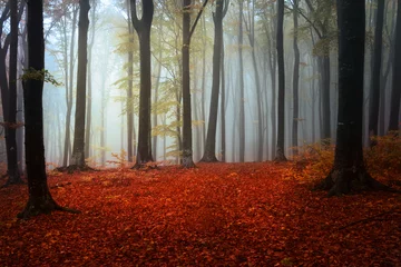 Zelfklevend Fotobehang Magic forest path © bonciutoma