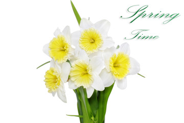 Beautiful spring flowers : yellow-white narcissus (Daffodil)