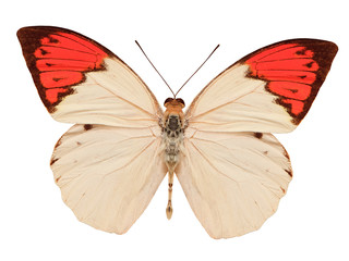 beige and red butterfly isolated on white