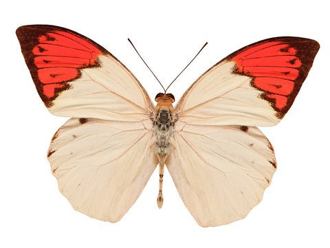 Beige And Red Butterfly Isolated On White