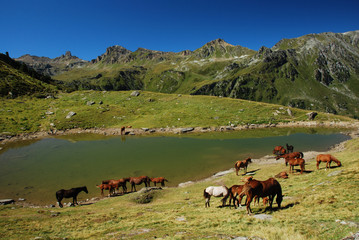 Troupeau de chevaux, Alpes