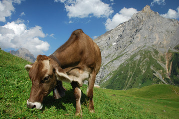Fototapeta na wymiar Cow w Szwajcarii
