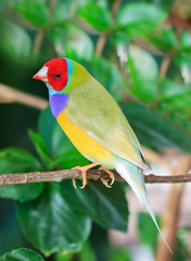 finches sitting on a branch in the forest