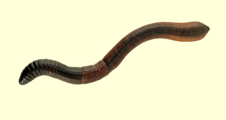 Naklejka premium Fat worm, earthworm macro, isolated over white