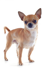 Fototapeta premium male chihuahua