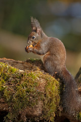 Pale colored red squirrel eating a hazelnut