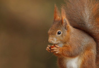 Red squirrel close-up